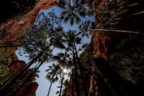 Shrimp palms stretch to the sky in the dramatic Echidna Chasm, Purnululu National Park, Western