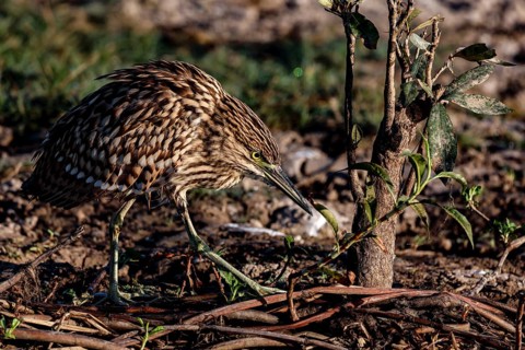 A night heron in the thick undergrowth of Kakadu National Park, Australia, Kakadu National Park,