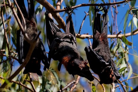 Several flying foxes hang on branches in Kathrine Gorge, Nitmiluk National Park, Northern