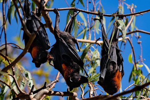Flying foxes rest in the sun under blue skies in Kathrine Gorge, Nitmiluk National Park, Northern
