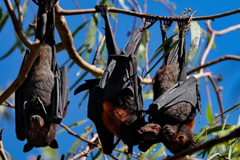 Flying foxes hang close together in the branches of Kathrine Gorge, Nitmiluk National Park,