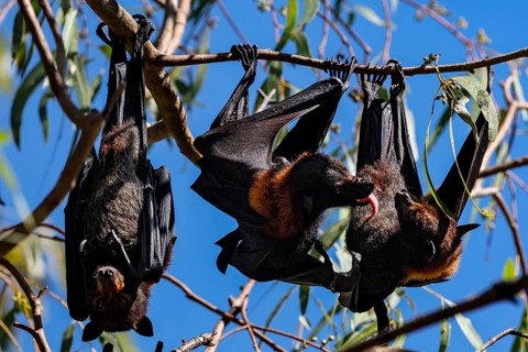 During the day, flying foxes slept upside down in the trees in Kathrine Gorge, Nitmiluk National