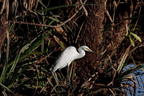 A great egret rests on a tree trunk in the thick green of Kakadu National Park, Kakadu National
