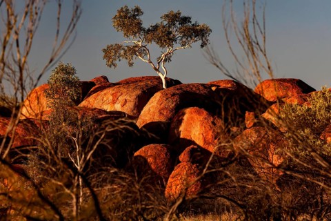 Single tree grows on impressive rock formations glowing in the sun, Devil's Marbles, Northern