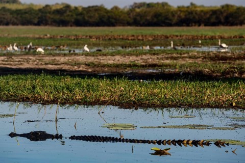 Saltwater crocodile with birds in background in Kakadu National Park, Kakadu National Park,