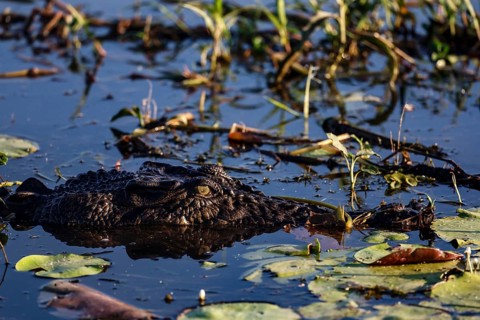 Groin crocodile in water, almost not visible, in Kakadu National Park, Kakadu National Park,