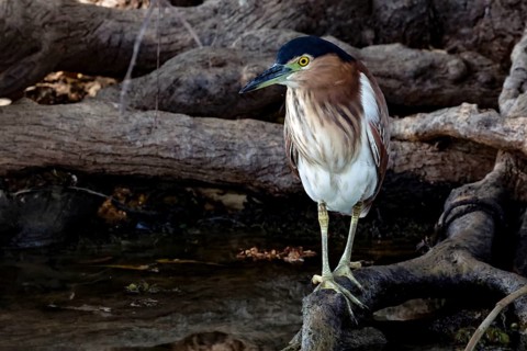 Red-backed heron stands on a waterside branch in Kakadu National Park, Yellow Waters, Northern