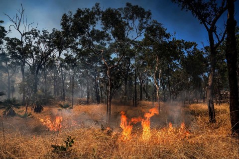 Flames and smoke surround trees in a blazing forest fire in Kakadu National Park, Kakadu National