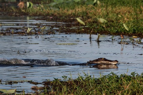 Saltwater crocodile swims through the water in Kakadu National Park, Kakadu National Park, Northern