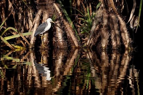 A magpie heron sits on the water in Kakadu National Park, Kakadu National Park, Northern Territory,