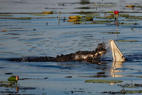 Groin crocodile shows area behavior in Kakadu National Park, Kakadu National Park, Northern