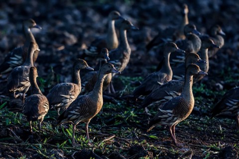 Sickle whistle geese gather in Kakadu National Park, Kakadu National Park, Northern Territory,