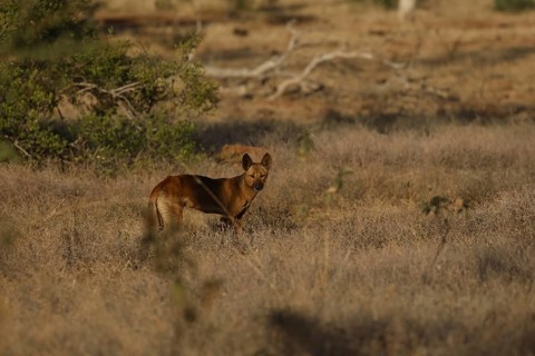 Dingo runs in the dry Australian countryside along the Gibb River Road, Gibb River Road, Western