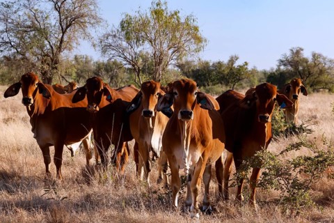 Group of Brahman cattle in a grassy landscape along Gibb River Road, Gibb River Road, Western