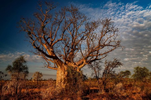 A large baobab in open countryside with decorative clouds above, Gibb River Road, Australia