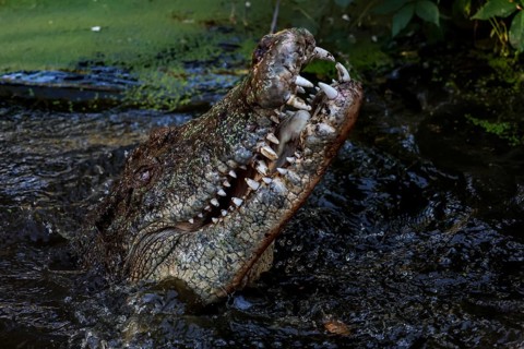 Groin crocodile rises with its mouth open from the water in Malcolm Douglas Crocodile Park, Broome,