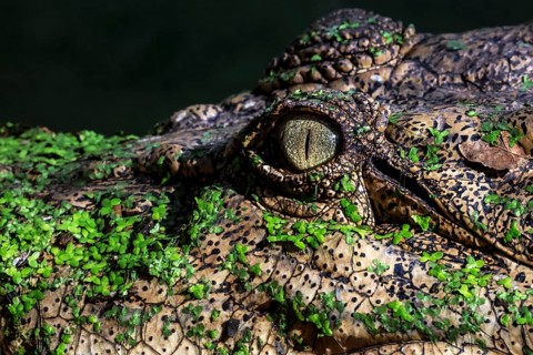 Close-up of a saltwater crocodile focusing on the eye in Malcolm Douglas Crocodile Park, Broome,