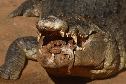 Close-up of a groin crocodile with mouth open in Malcolm Douglas Crocodile Park, Broome, Western