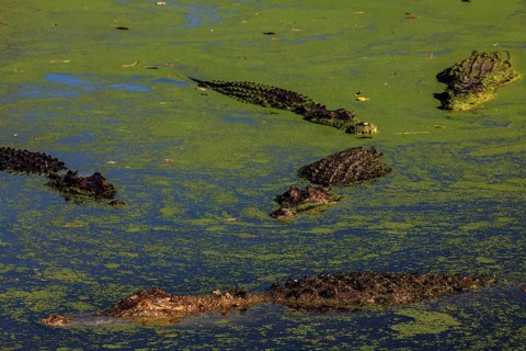 Groin crocodiles in water with green algae in Malcolm Douglas Crocodile Park, Broome, Western