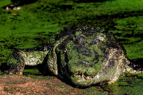 Saltwater crocodile camouflaged with green algae in Malcolm Douglas Crocodile Park, Broome, Western