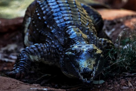 Freshwater crocodile with dark scales in Malcolm Douglas Crocodile Park in Broome, Australia,