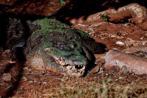 Saltwater crocodile resting on sandy ground in Malcolm Douglas Crocodile Park, Broome, Western