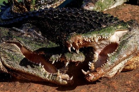 Groin crocodiles with open mouths showing teeth in Malcolm Douglas Crocodile Park, Broome, Western