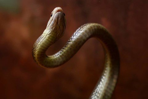 Taipan with erect body, scaly skin in Crocosaurus Cave, Darwin, Northern Territory, Australia
