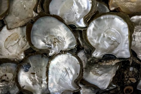 Close-up of shiny mussels in the Broome pearl trade, Broome, Australia