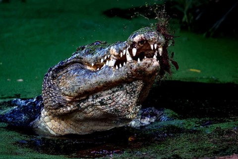 Groin crocodile in Malcolm Douglas Crocodile Park, mouth opened in green water, Broome, Western