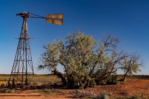 Wind turbine next to a sprawling tree under a clear blue sky in the outback, zero
