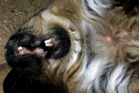 Relaxed hair-nosed wombat stretches out in the zoo and shows his teeth, Melbourne, Victoria,