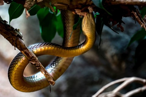 Taipan squirms on a branch in the zoo, Melbourne, Victoria, Australia