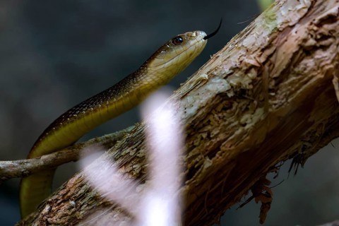 Taipan snakes on a branch in the zoo, Melbourne, Victoria, Australia