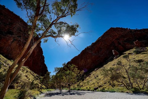 Trees at the entrance of a sunny gorge with deep blue sky, Simpson Gap, Northern Territory,