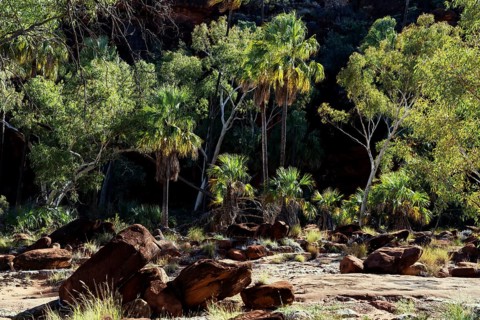 Lush greenery of red umbrella palms surrounded by rocks and dry riverbed, Palm Valley, Northern