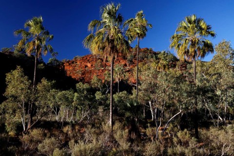 Red umbrella palms stand in front of a red rock face, under bright blue sky, Palm Valley, Northern