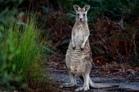 An eastern gray kangaroo looks out of the bushes on Raymond Island, Raymond Island, Victoria,