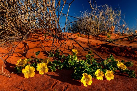 Yellow sunflower blooms in the red sands of the Simpson Desert, Simpson Desert, Australia