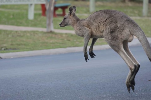 An eastern gray kangaroo jumps across the road on Raymond Island, Raymond Island, Victoria,