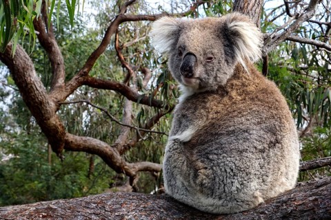 A koala sits sideways on a log on Raymond Island, Raymond Island, Victoria, Australia