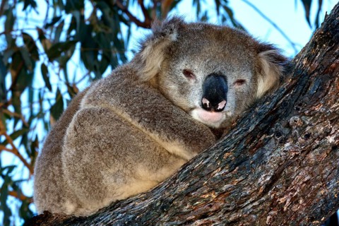 A koala sleeps cuddled up to a tree on Raymond Island, Raymond Island, Victoria, Australia