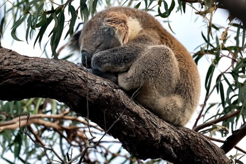 Koala sleeps curled up on a tree surrounded by leaves, Raymond Island, Victoria, Australia