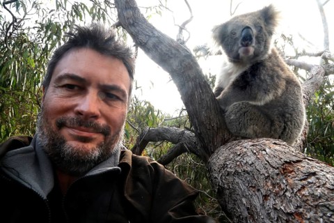 Man poses next to a koala in a tree for a selfie on Raymond Island, Raymond Island, Victoria,