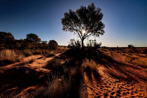 Single tree casts long shadow on sandy soil in Rainbow Valley