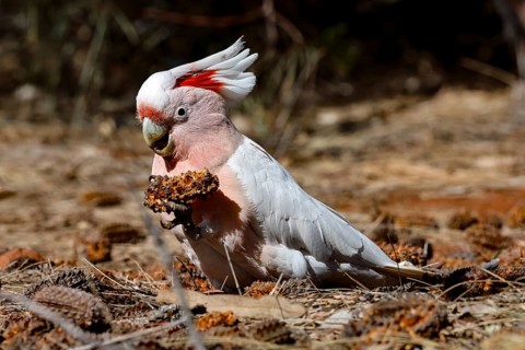 AUS Yulara, Inca, Cockatoo (Cacatua leadbeateri)
