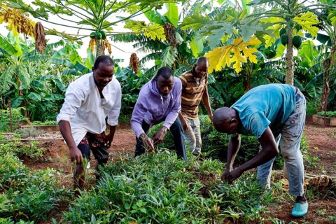 Worker tending a fruit and vegetable garden in the center, Nongotanakaha, null, Côte d'Ivoire