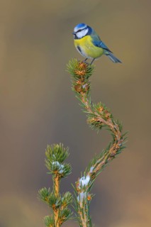 Blue tit (Cyanistes caeruleus), on a snow-covered spruce top, Swabian Alb biosphere reserve,