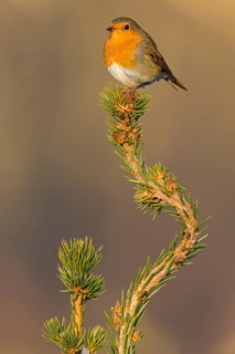 European robin (Erithacus rubecula), on spruce top, Swabian Alb biosphere reserve,