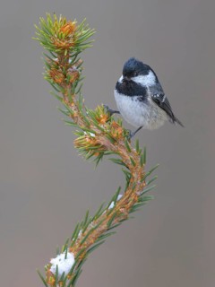Fir tit (Periparus ater), on a spruce top covered with snow, Swabian Alb biosphere reserve,